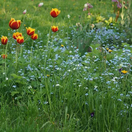 沙井度假屋 派尔努