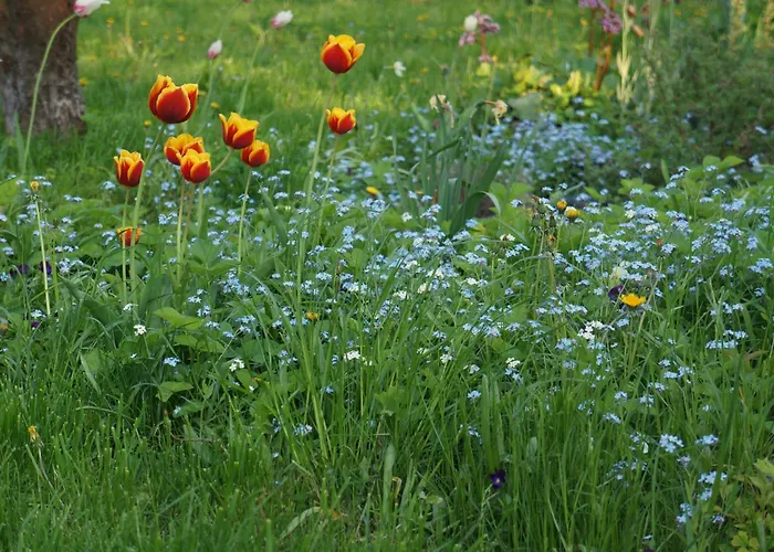 沙井度假屋 派尔努
